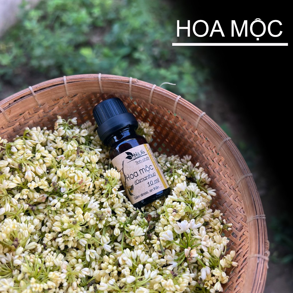 Tinh Dầu Treo Xe Hoa Mộc - TINH DẦU HÀ NA - Khử mùi ẩm mốc, mùi xe mới.