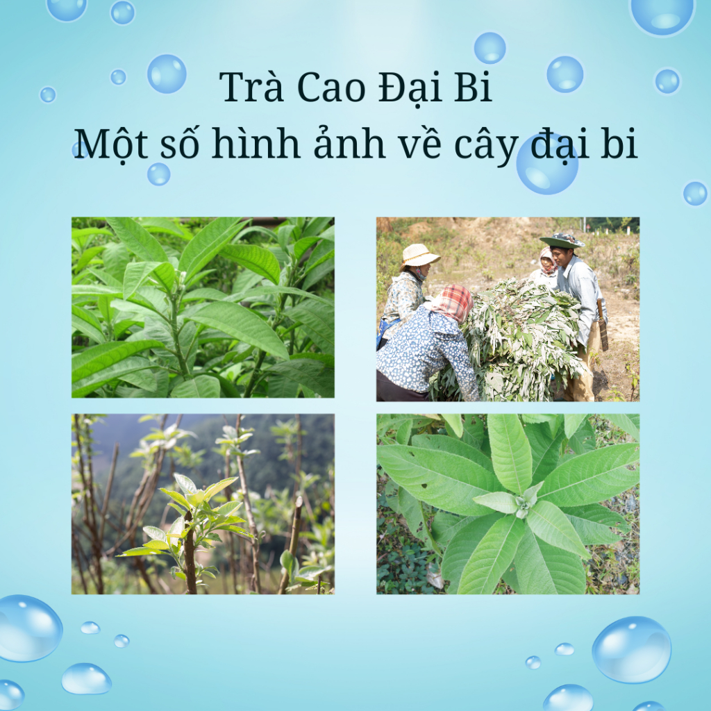 Cao Đại Bi 180g Nguyên Chất - Giọt Vàng Vùng Cao