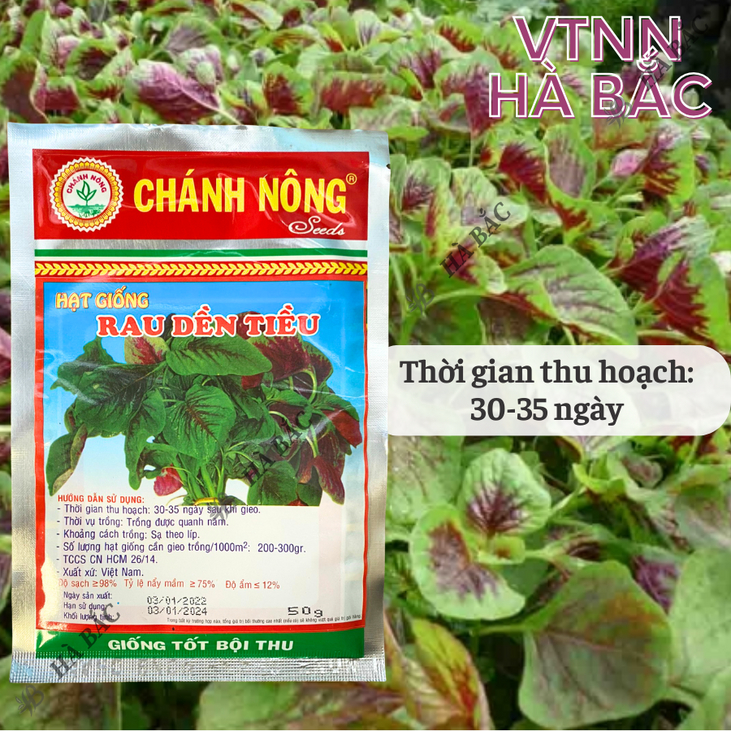 Rau Dền Tiều Tía (50gram) Chánh Nông, Hạt Giống Nảy Mầm Tốt, Năng Suất Cao, Trông Quanh Năm