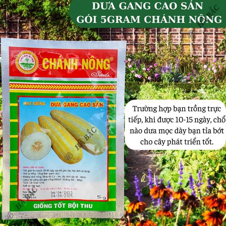 Dưa Gang Cao Sản Gói 5gram Chánh Nông, Hạt Giống Nảy Mầm Tốt, Năng Suất Cao, Trông Quanh Năm