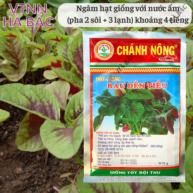 Rau Dền Tiều Tía (50gram) Chánh Nông, Hạt Giống Nảy Mầm Tốt, Năng Suất Cao, Trông Quanh Năm