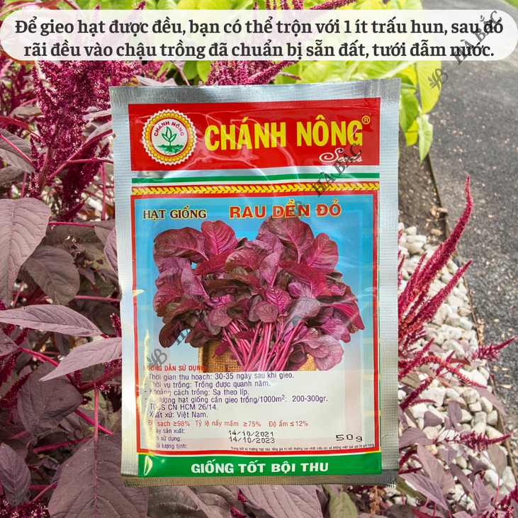 Hạt Giống Rau Dền Đỏ Chánh Nông (50gram), Hạt Giống Nảy Mầm Tốt, Năng Suất Cao, Trông Quanh Năm