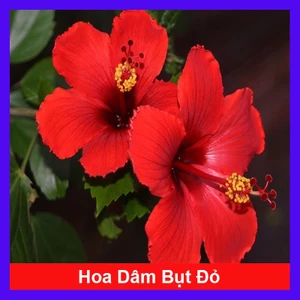 Hoa Dâm Bụt Đỏ - cây cảnh sân vườn