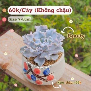 Sen đá Beauty/Madiba Trắng size 8-9cm màu xinh như ảnh có sẵn tại vườn Mầm Nắng Garden lỗi 1 đền 1