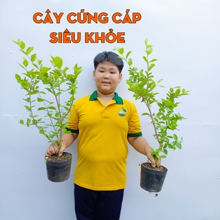 Cây Sơ Ri Việt THIỆN FARM 60cm, vị chua ngọt tuổi thơ, lắc muối ớt, làm nước ép, trồng chậu