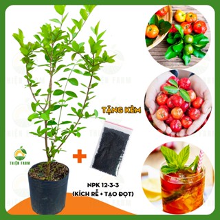 Cây Sơ Ri Việt THIỆN FARM 60cm, vị chua ngọt tuổi thơ, lắc muối ớt, làm nước ép, trồng chậu
