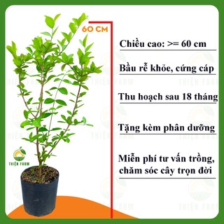 Cây Sơ Ri Việt THIỆN FARM 60cm, vị chua ngọt tuổi thơ, lắc muối ớt, làm nước ép, trồng chậu