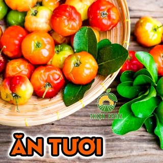 Cây Sơ Ri Việt THIỆN FARM 60cm, vị chua ngọt tuổi thơ, lắc muối ớt, làm nước ép, trồng chậu
