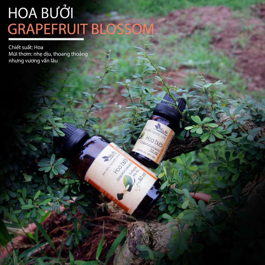 Tinh dầu Hoa Bưởi (absoluted) - Tinh Dầu Hà Na