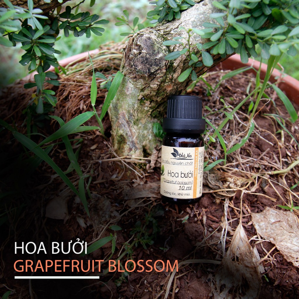 Tinh dầu Hoa Bưởi (absoluted) - Tinh Dầu Hà Na