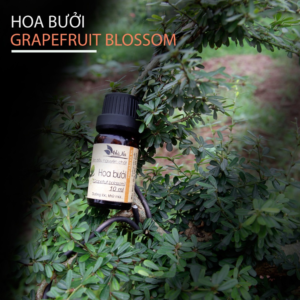 Tinh dầu Hoa Bưởi (absoluted) - Tinh Dầu Hà Na