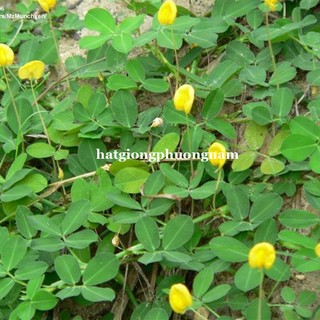 100 Gram - Hạt Giống Cỏ Lạc Đậu Phộng Phương Nam