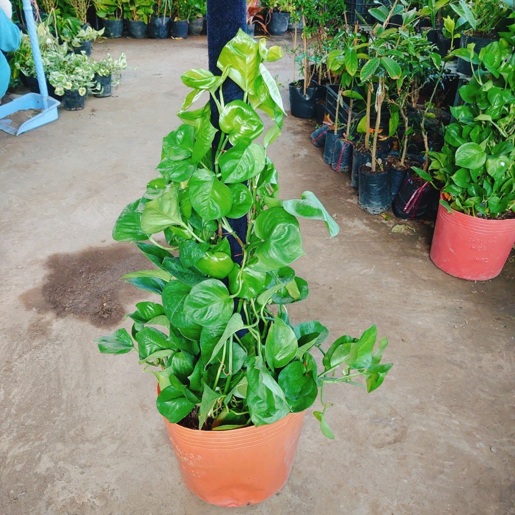 Cây Trầu Bà Leo Cột - cây cảnh để trong nhà