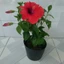 Hoa Dâm Bụt Đỏ - cây cảnh sân vườn
