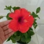 Hoa Dâm Bụt Đỏ - cây cảnh sân vườn