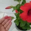 Hoa Dâm Bụt Đỏ - cây cảnh sân vườn