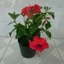 Hoa Dâm Bụt Đỏ - cây cảnh sân vườn