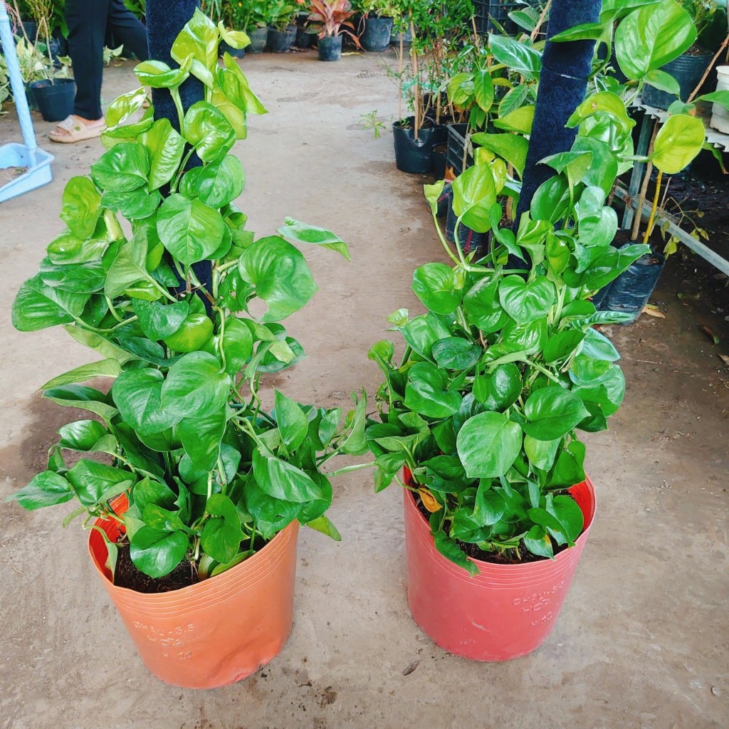 Cây Trầu Bà Leo Cột - cây cảnh để trong nhà