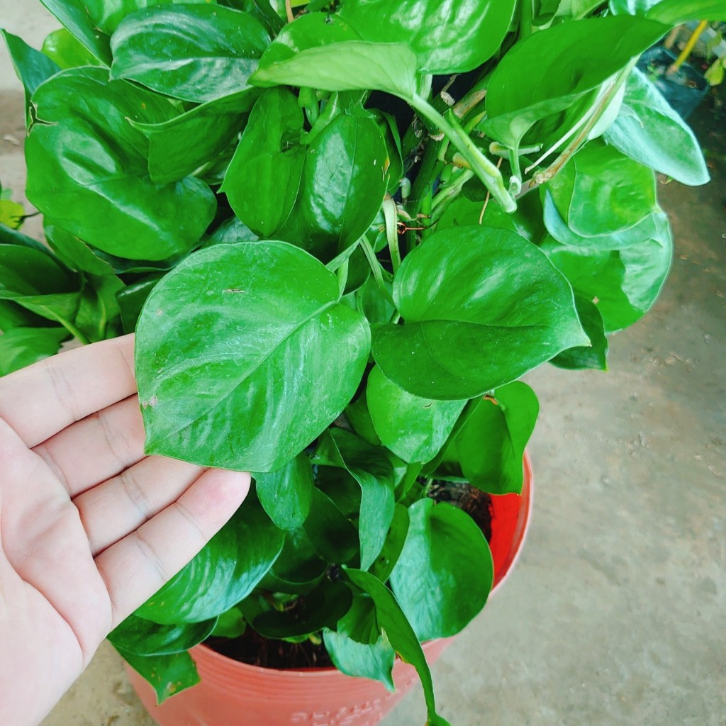 Cây Trầu Bà Leo Cột - cây cảnh để trong nhà