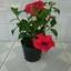 Hoa Dâm Bụt Đỏ - cây cảnh sân vườn