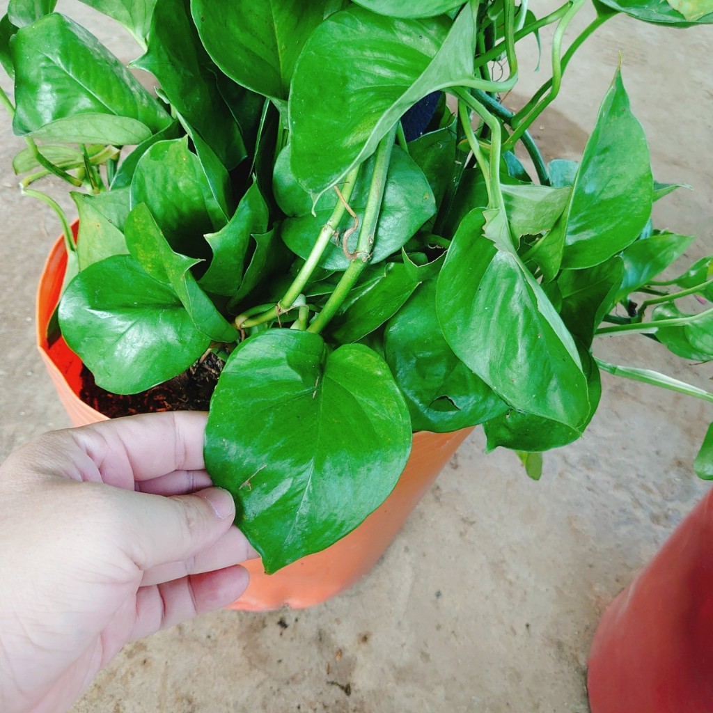Cây Trầu Bà Leo Cột - cây cảnh để trong nhà