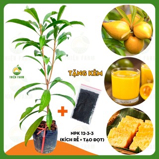 Cây Lê Ki Ma Thái THIỆN FARM vị ngọt mềm thơm nồng, cây trồng chậu, trồng sân thượng, ban công
