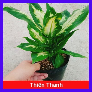 Cây Thiên Thanh - cây vạn niên thanh giống mới