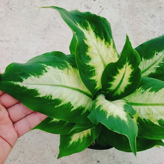 Cây Thiên Thanh - cây vạn niên thanh giống mới