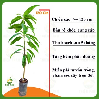 Cây Xoài Úc THIỆN FARM 120cm, quả to giòn ngọt, dùng ăn quả, che mát, trồng chậu, sân thượng
