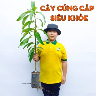 Cây Xoài Úc THIỆN FARM 120cm, quả to giòn ngọt, dùng ăn quả, che mát, trồng chậu, sân thượng