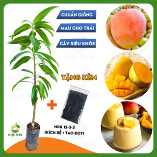 Cây Xoài Úc THIỆN FARM 120cm, quả to giòn ngọt, dùng ăn quả, che mát, trồng chậu, sân thượng