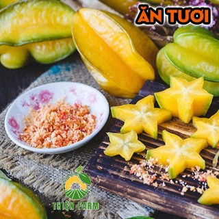 Cây Khế Ngọt THIỆN FARM 60cm, quả to vàng ngọt đậm, trồng chậu, trồng sân thượng