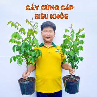 Cây Khế Ngọt THIỆN FARM 60cm, quả to vàng ngọt đậm, trồng chậu, trồng sân thượng