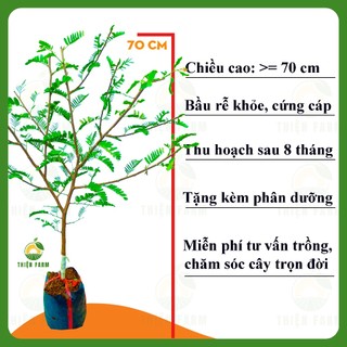 Cây Me Thái THIỆN FARM 70cm, vị ngọt lịm, thịt dày mềm thơm, ăn quả làm cảnh, trồng chậu, sân thượng