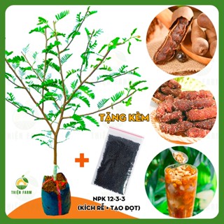 Cây Me Thái THIỆN FARM 70cm, vị ngọt lịm, thịt dày mềm thơm, ăn quả làm cảnh, trồng chậu, sân thượng
