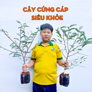Cây Me Thái THIỆN FARM 70cm, vị ngọt lịm, thịt dày mềm thơm, ăn quả làm cảnh, trồng chậu, sân thượng