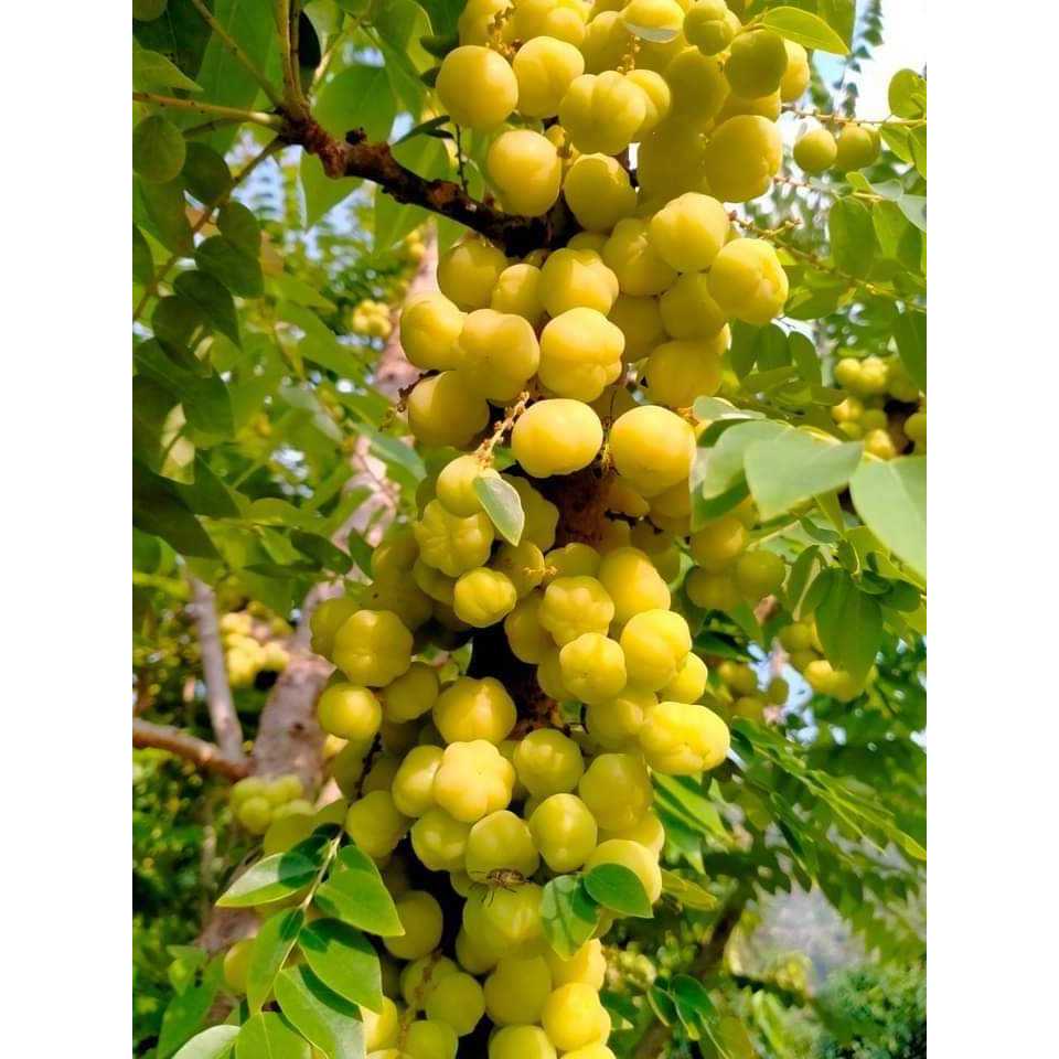 Mứt chùm ruột chua chua ngọt ngọt