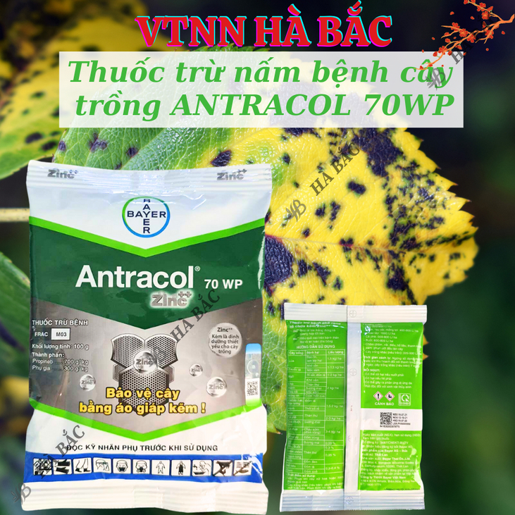 Thuốc xử lí nấm cây trồng ANTRACOL 70WP (100gram), thuốc trừ bênh áo giáp kẽm bảo vệ cây, dạng bột