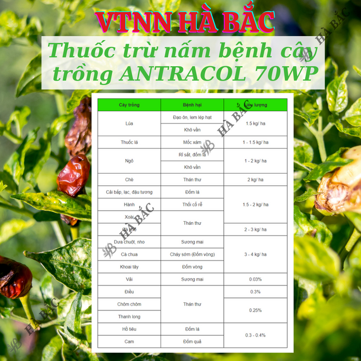 Thuốc xử lí nấm cây trồng ANTRACOL 70WP (100gram), thuốc trừ bênh áo giáp kẽm bảo vệ cây, dạng bột