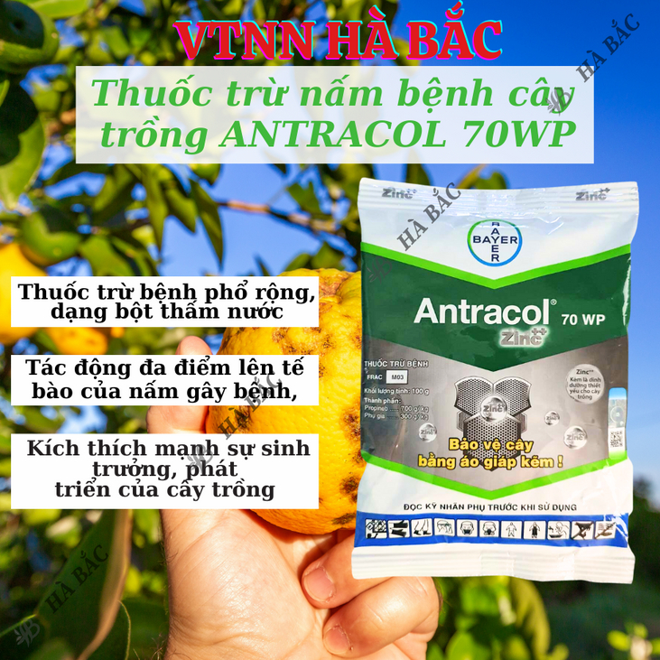 Thuốc xử lí nấm cây trồng ANTRACOL 70WP (100gram), thuốc trừ bênh áo giáp kẽm bảo vệ cây, dạng bột
