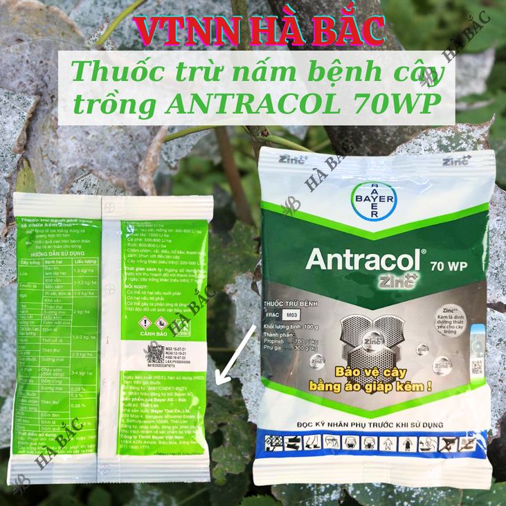 Thuốc xử lí nấm cây trồng ANTRACOL 70WP (100gram), thuốc trừ bênh áo giáp kẽm bảo vệ cây, dạng bột