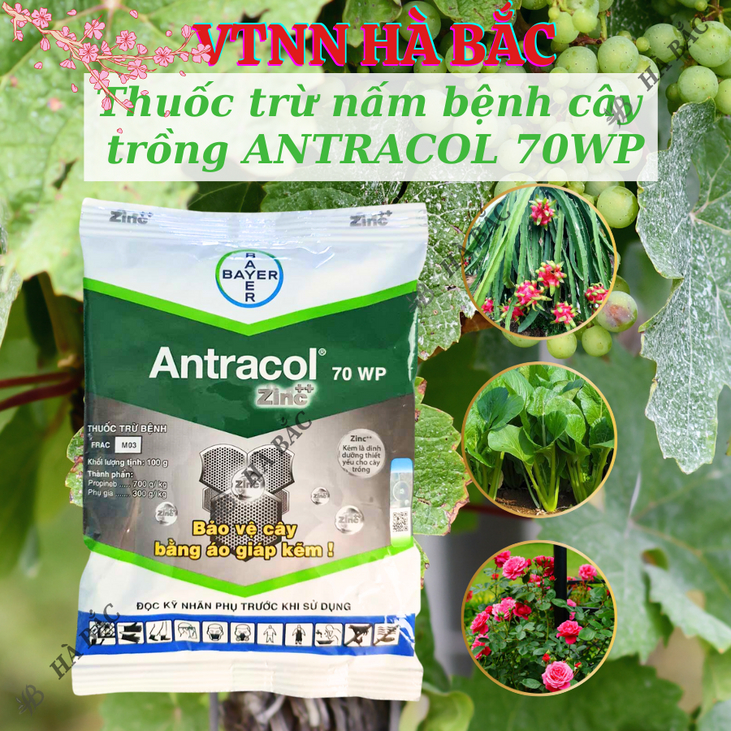 Thuốc xử lí nấm cây trồng ANTRACOL 70WP (100gram), thuốc trừ bênh áo giáp kẽm bảo vệ cây, dạng bột