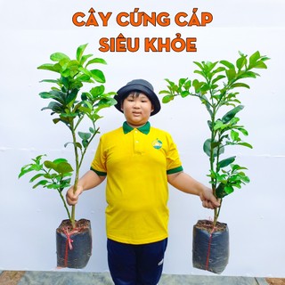 Cây Bưởi Da Xanh THIỆN FARM 100cm, thịt hồng quả to, chua ngọt đậm đà, cây trồng chậu, sân thượng