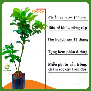 Cây Bưởi Da Xanh THIỆN FARM 100cm, thịt hồng quả to, chua ngọt đậm đà, cây trồng chậu, sân thượng