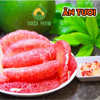 Cây Bưởi Da Xanh THIỆN FARM 100cm, thịt hồng quả to, chua ngọt đậm đà, cây trồng chậu, sân thượng