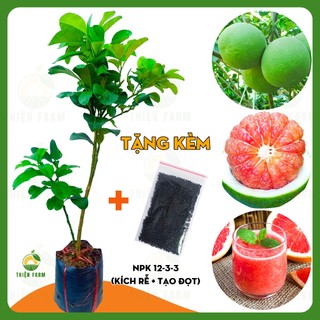 Cây Bưởi Da Xanh THIỆN FARM 100cm, thịt hồng quả to, chua ngọt đậm đà, cây trồng chậu, sân thượng