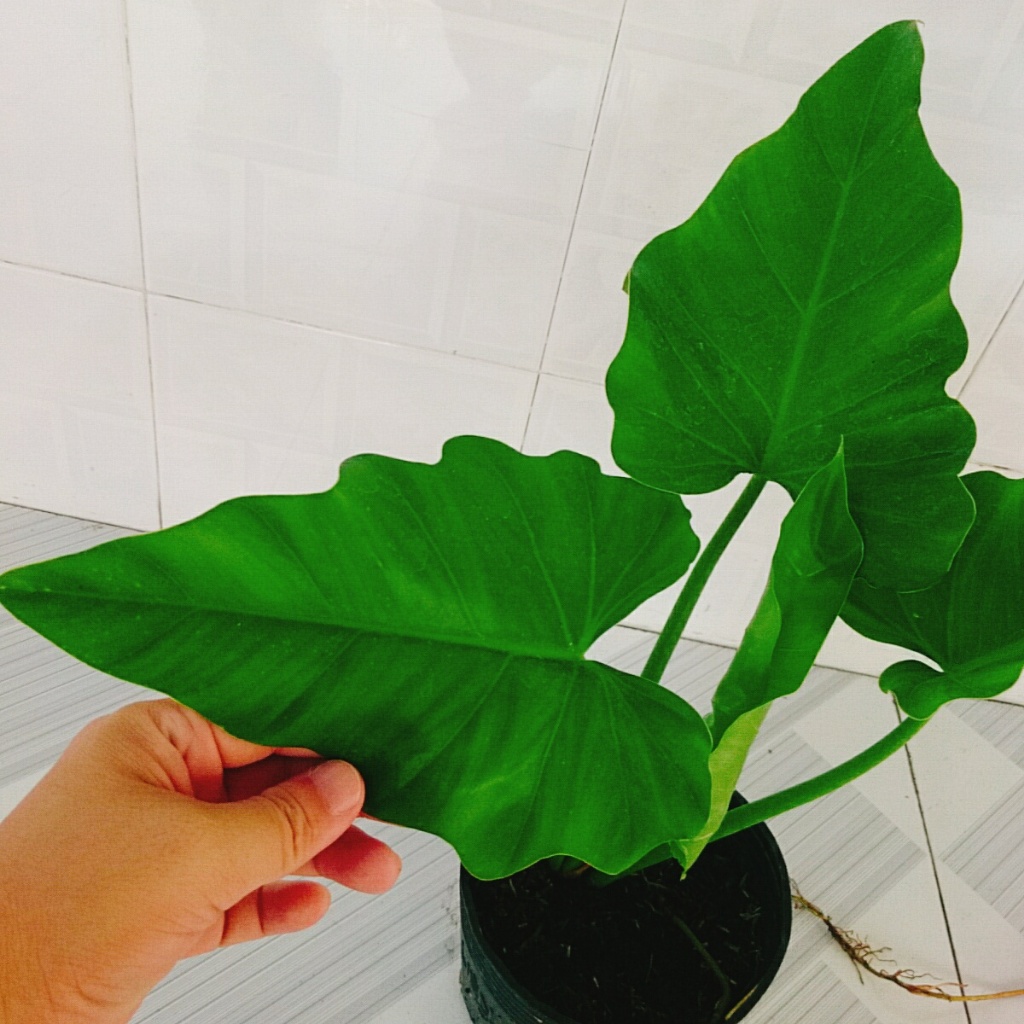 Cây Trầu Bà Subin - Philodendron Subincisum - cây cảnh trong nhà tạo không gian xanh giúp thư giãn