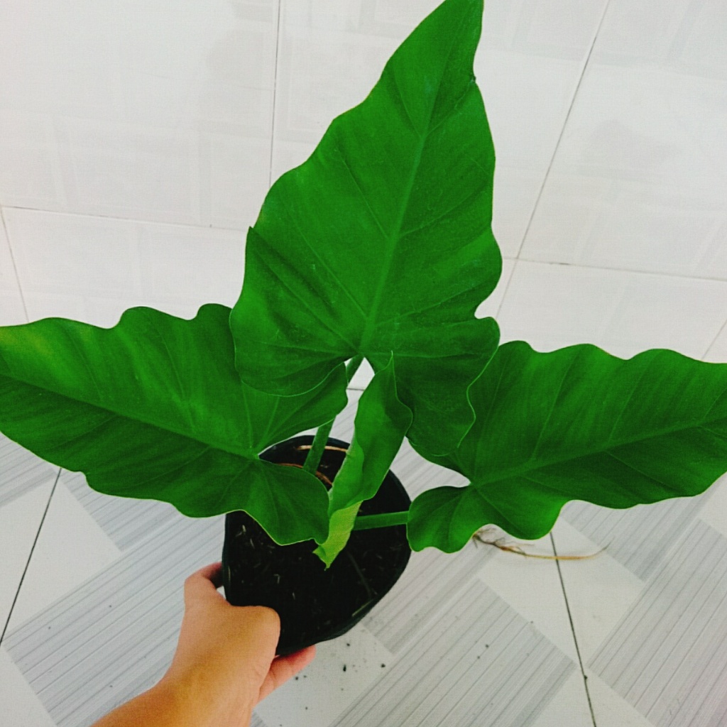 Cây Trầu Bà Subin - Philodendron Subincisum - cây cảnh trong nhà tạo không gian xanh giúp thư giãn