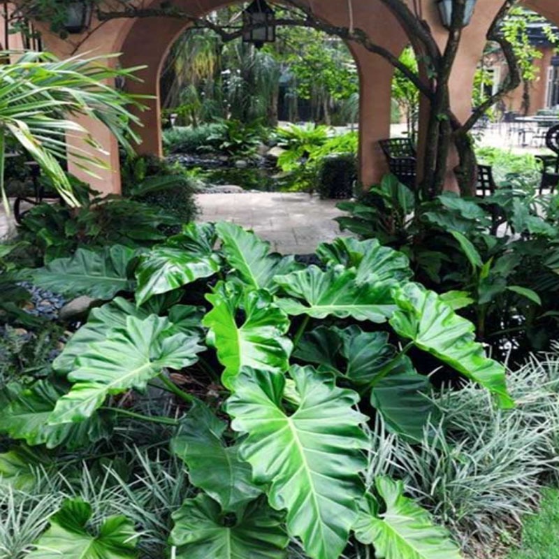 Cây Trầu Bà Subin - Philodendron Subincisum - cây cảnh trong nhà tạo ...
