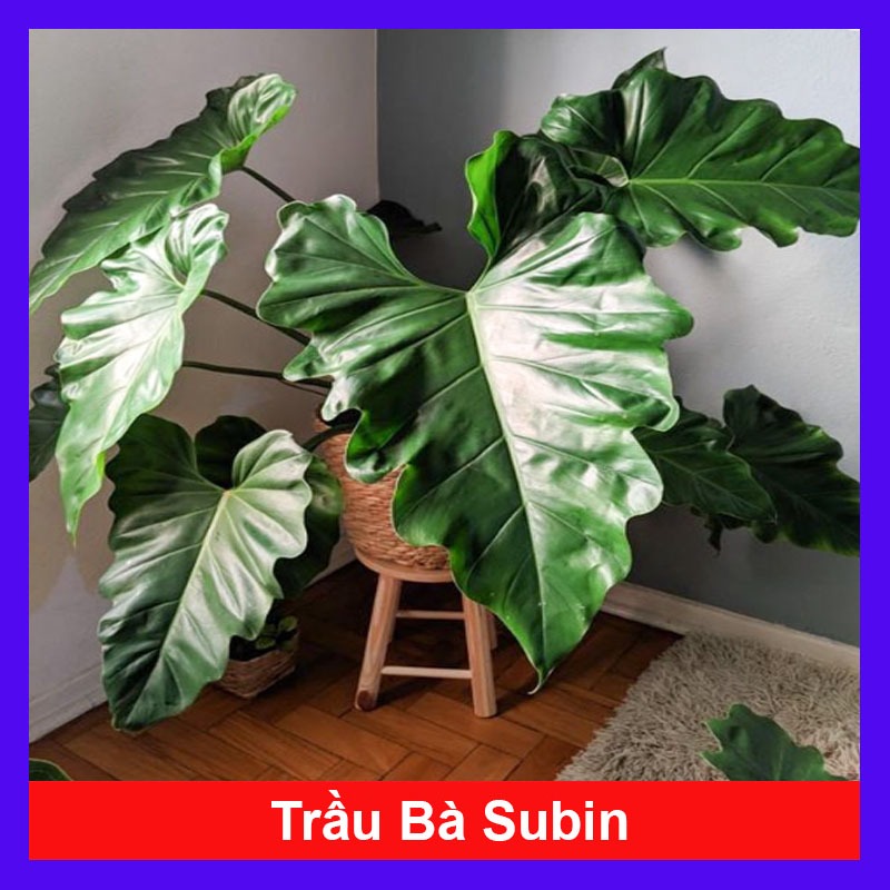 Cây Trầu Bà Subin - Philodendron Subincisum - cây cảnh trong nhà tạo ...